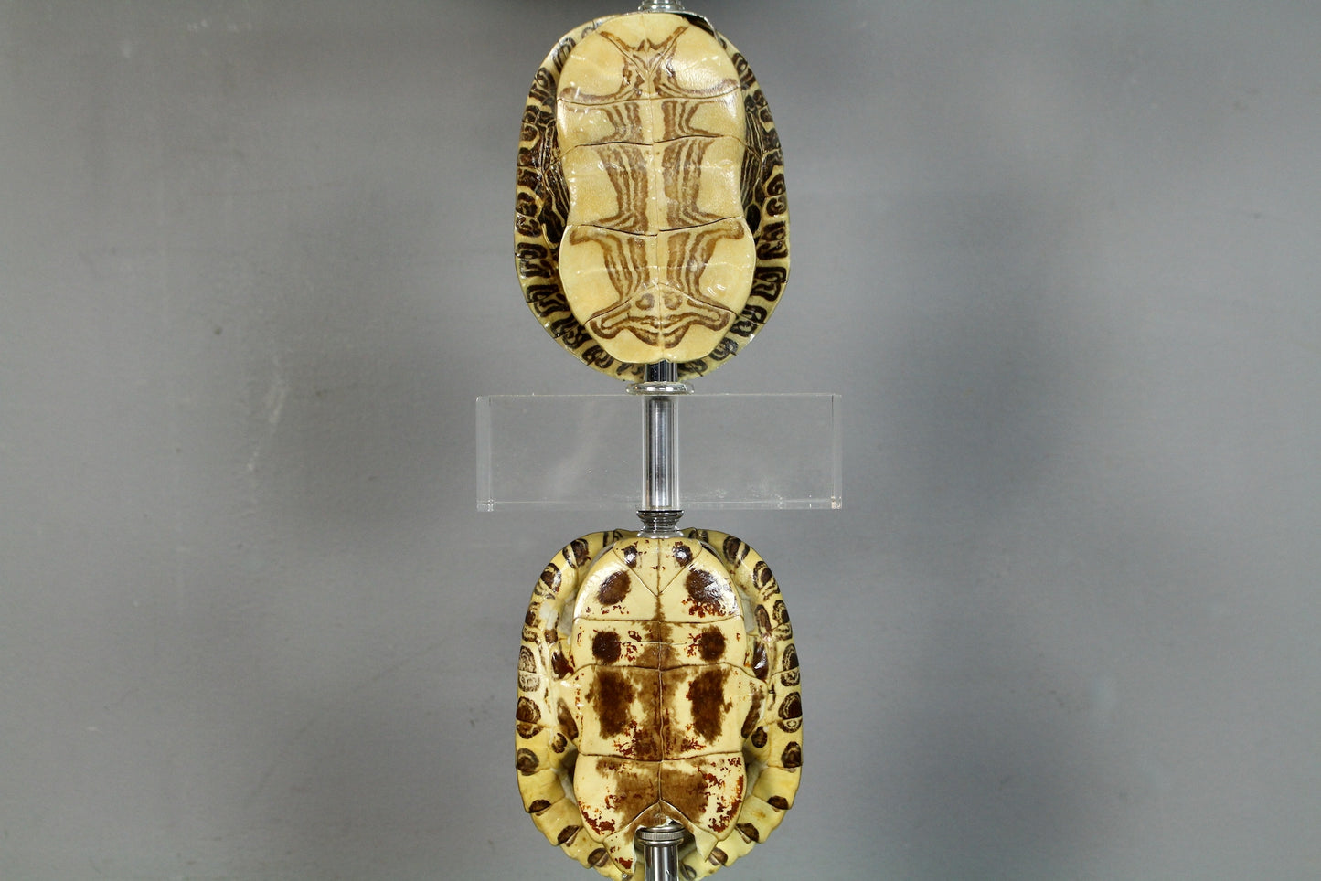 Turtle Shell & Lucite Table Lamp