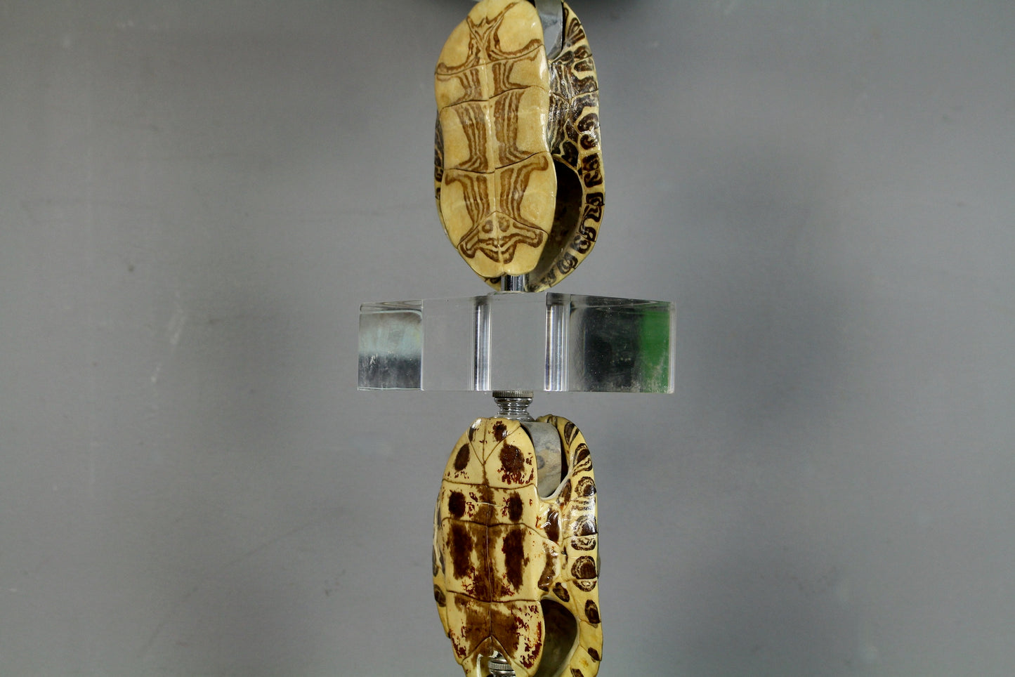Turtle Shell & Lucite Table Lamp