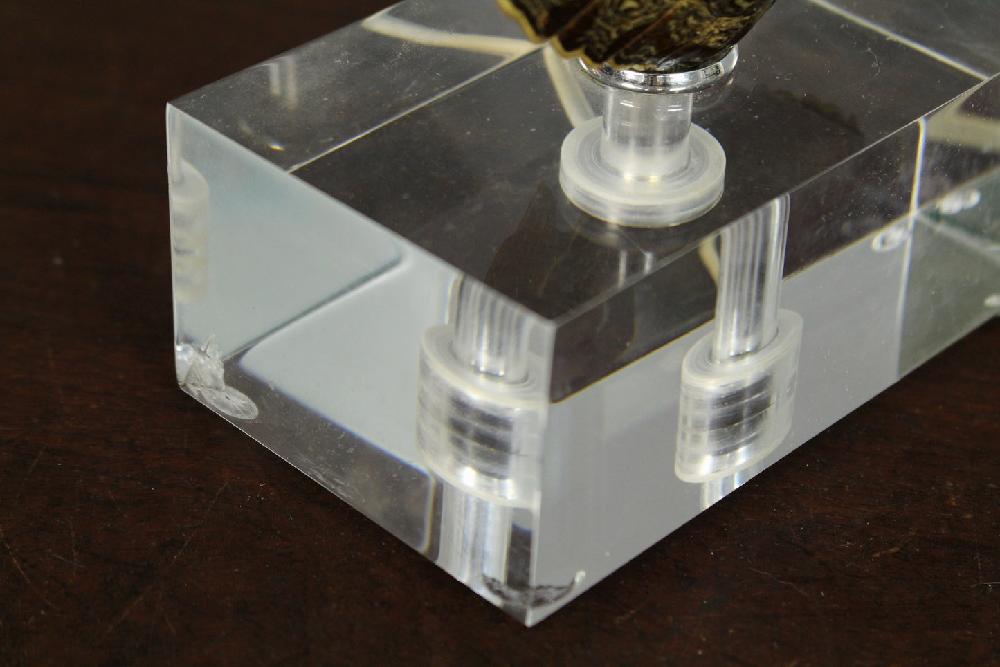 Turtle Shell & Lucite Table Lamp