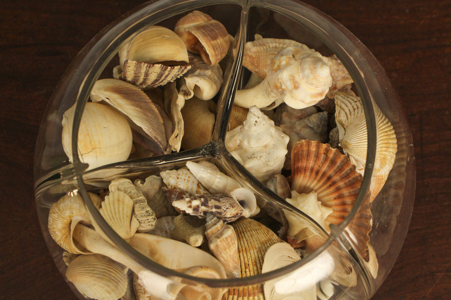 Divided Bowl of Shells