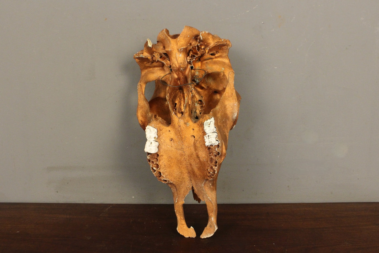 Bronze-Painted Cow Skull