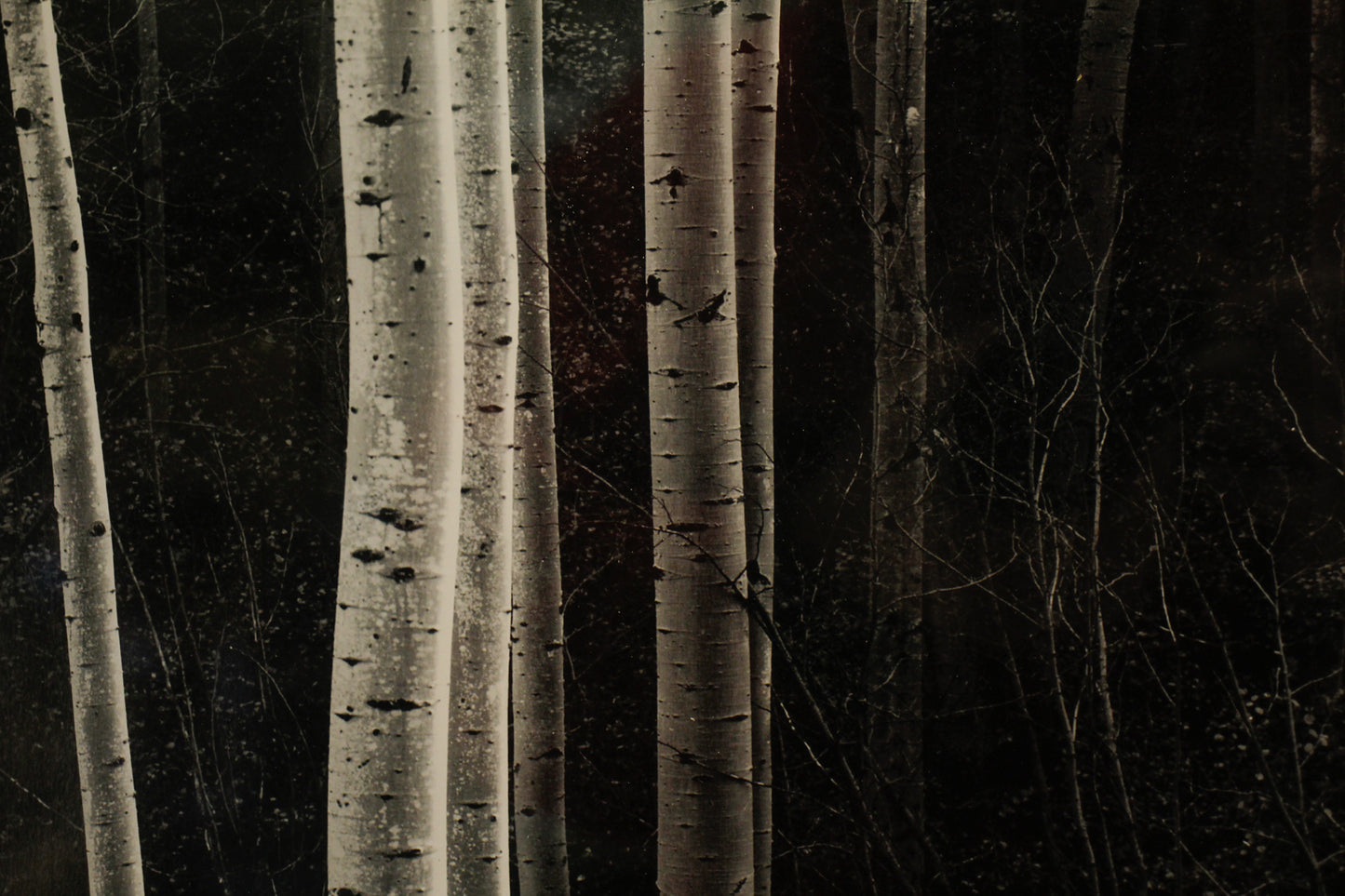 "Aspens" Ansel Adams Print