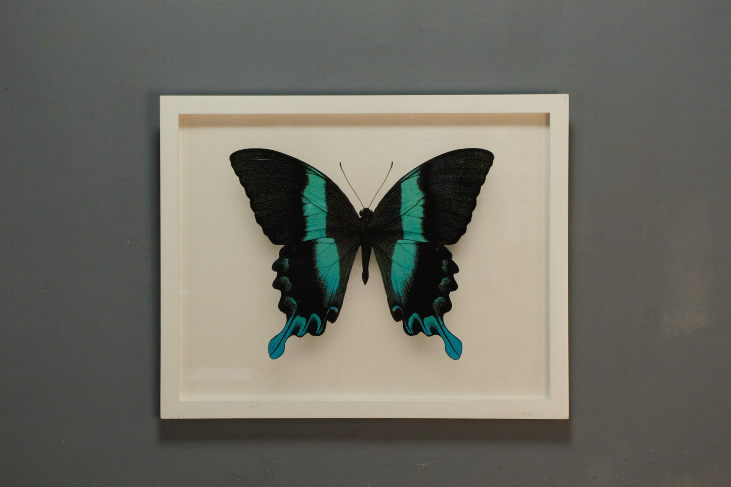"Papilio Blumei" Print
