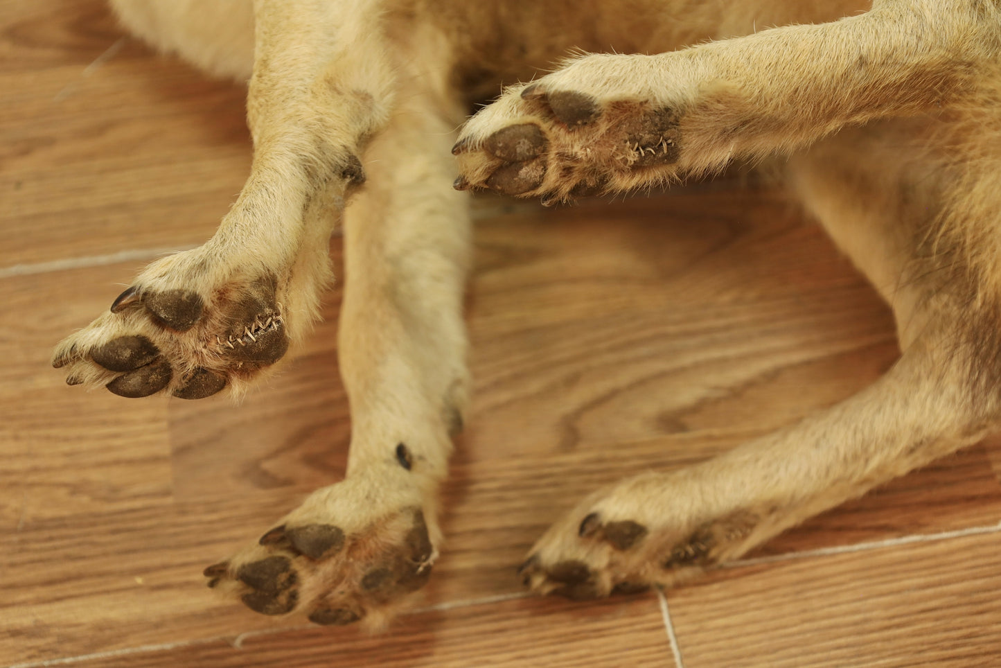 Coyote Taxidermy Mount