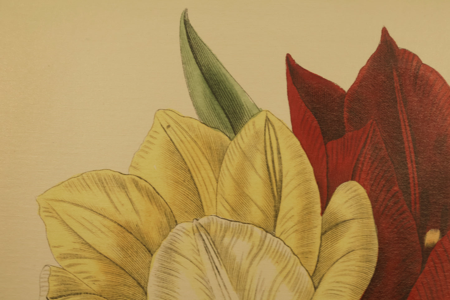 "Tiptoe Through the Tulips" Print