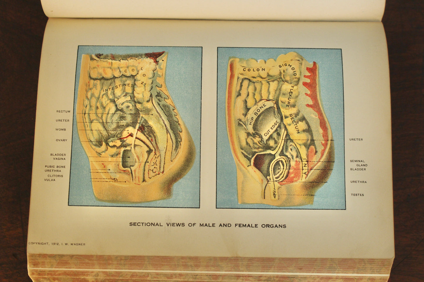 "Domestic Medical Practice" 1918 Book