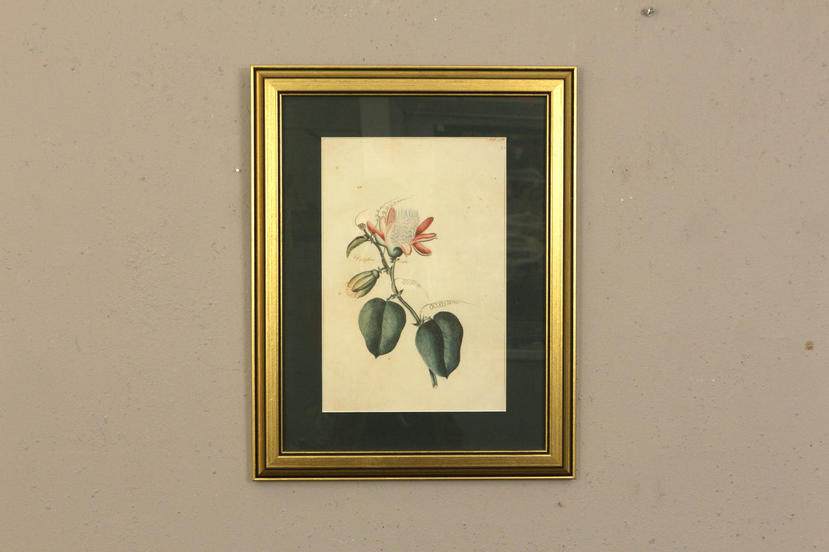 Small "Passiflora Alata" Botanical Print