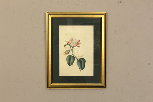 Small "Passiflora Alata" Botanical Print