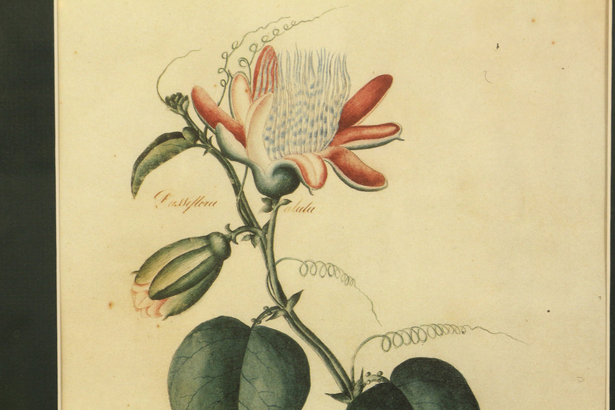 Small "Passiflora Alata" Botanical Print