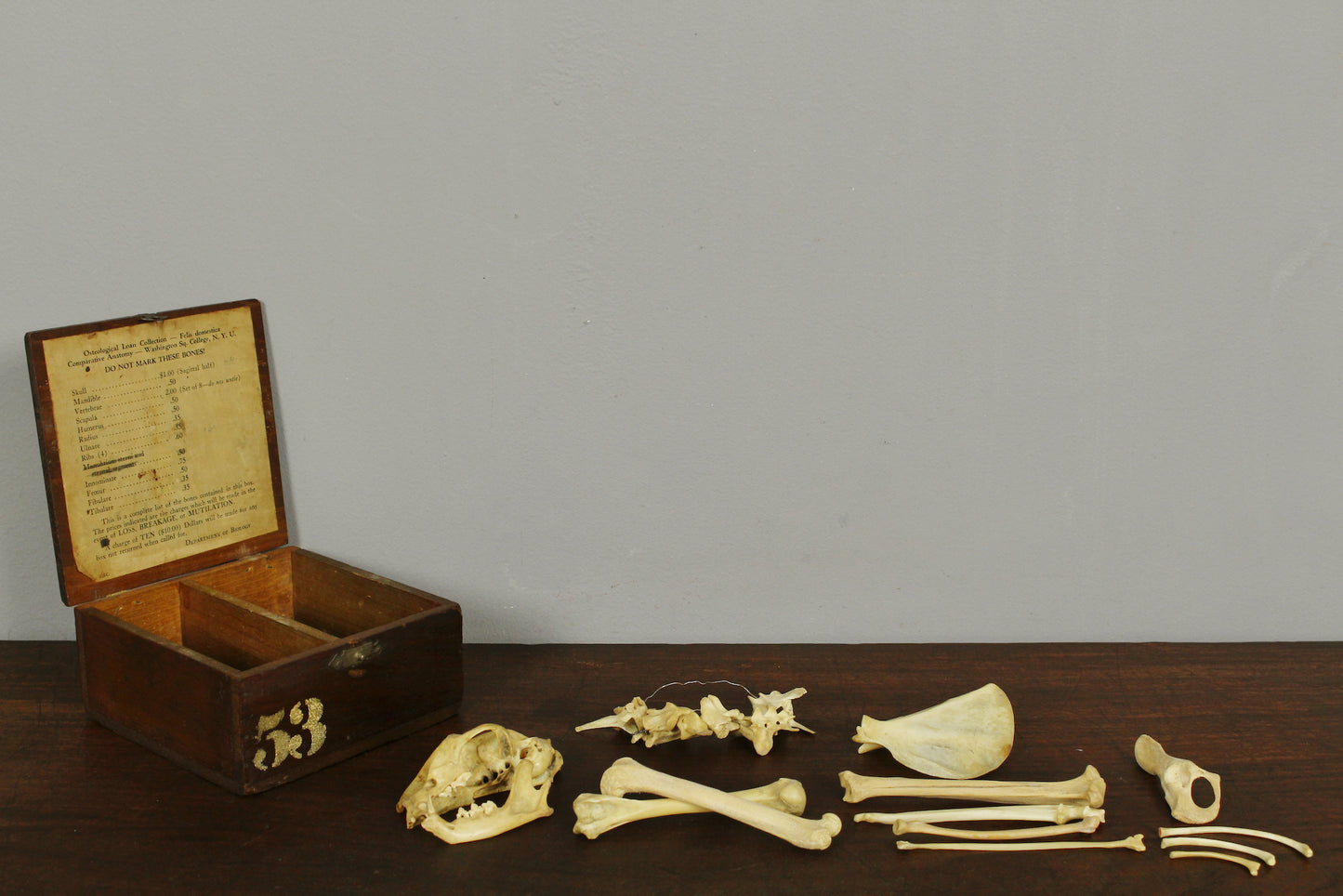 NYU Medical Study Cat Skeleton With Box
