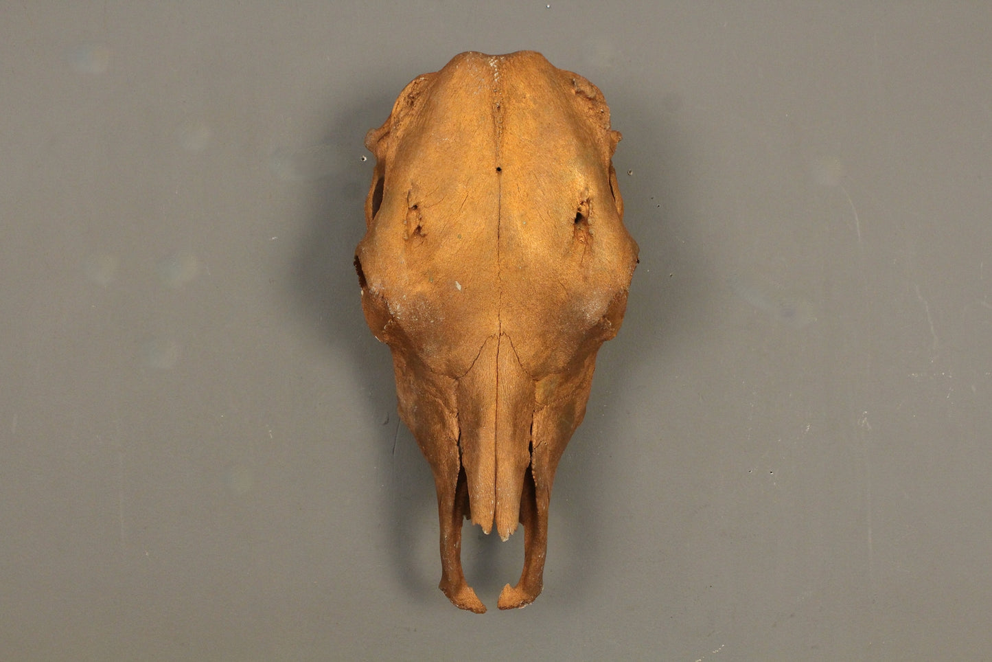 Bronze-Painted Cow Skull