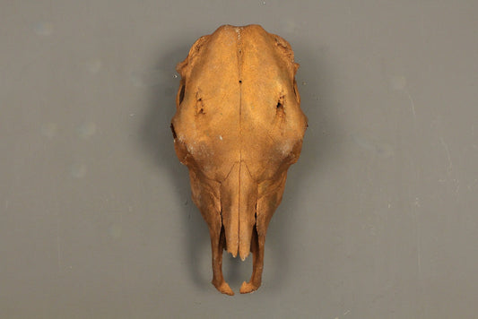 Bronze-Painted Cow Skull