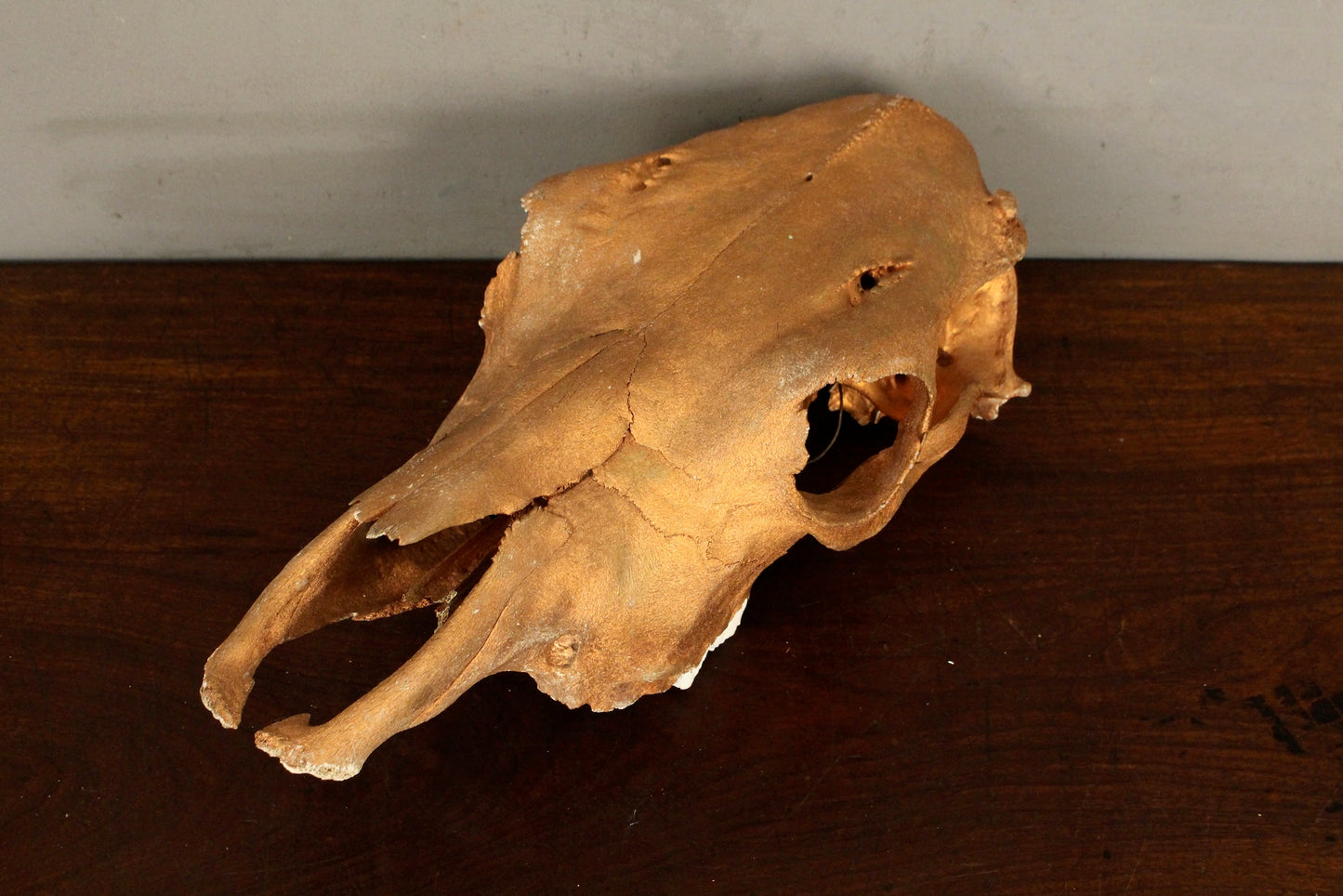 Bronze-Painted Cow Skull