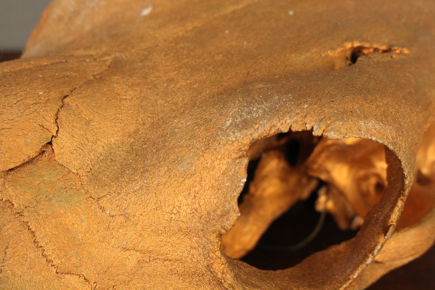Bronze-Painted Cow Skull