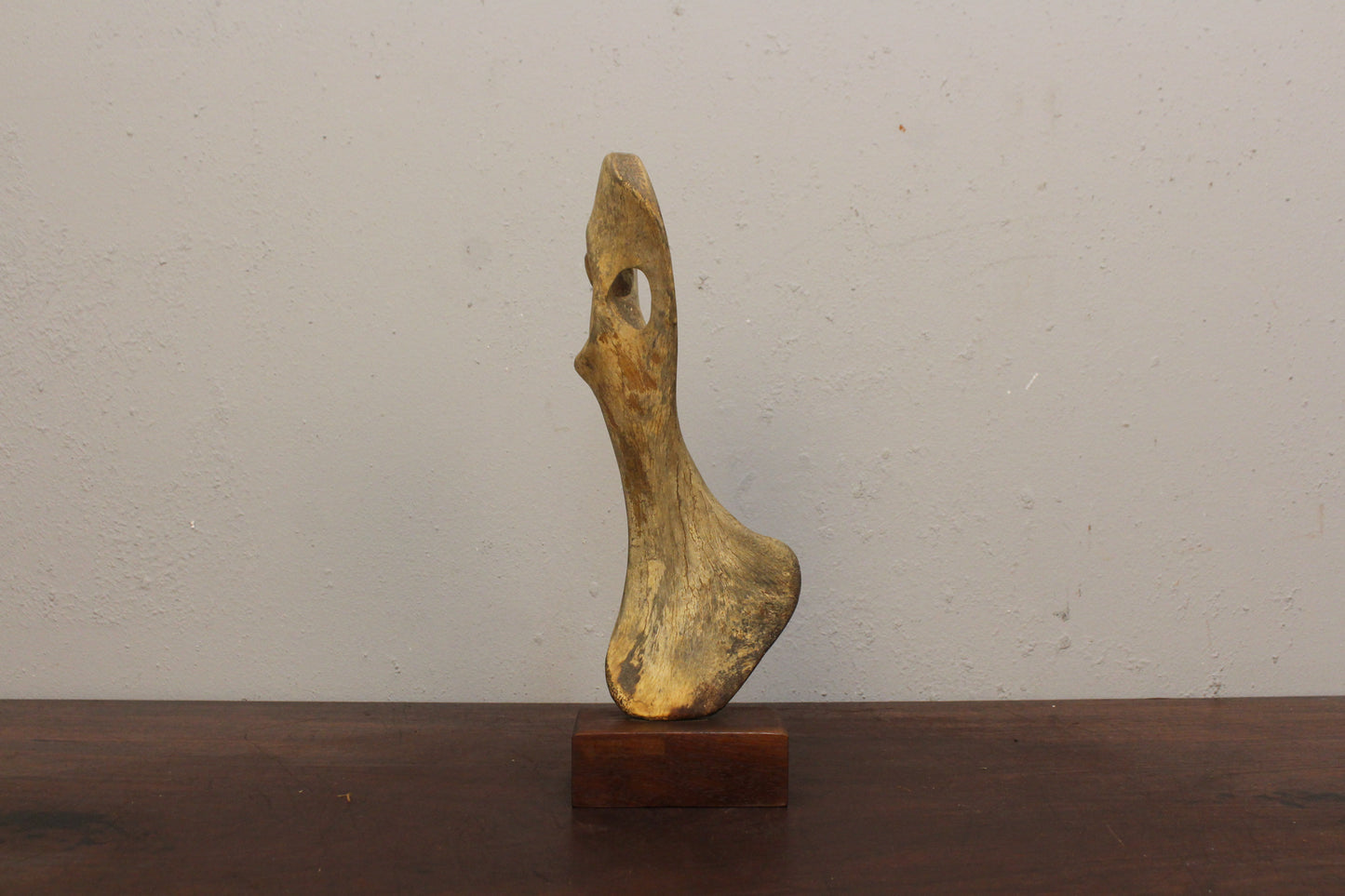 Antique Mammalian Shoulder Bone