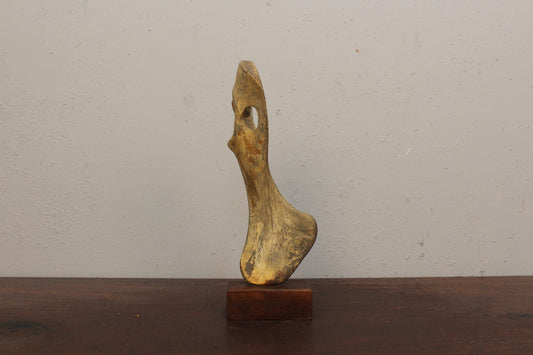 Antique Mammalian Shoulder Bone