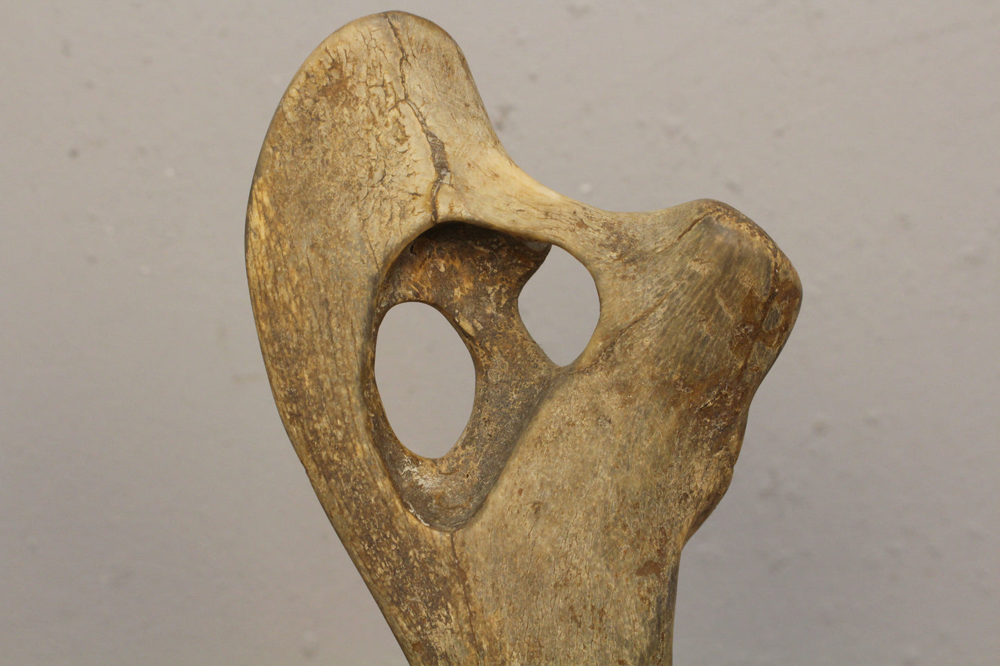 Antique Mammalian Shoulder Bone