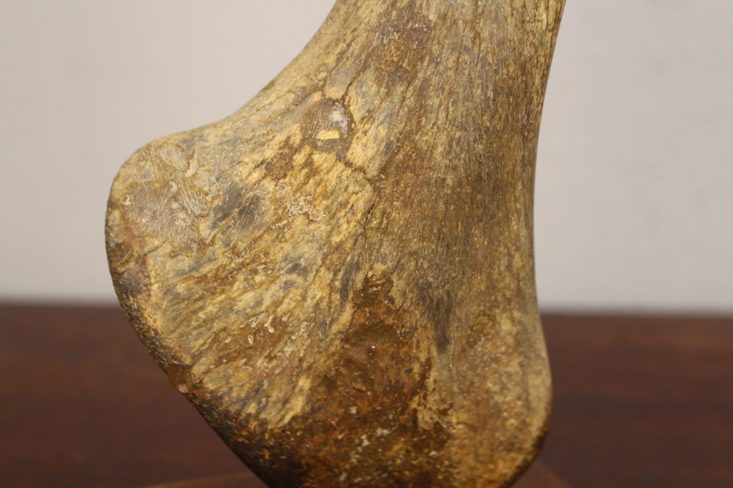 Antique Mammalian Shoulder Bone