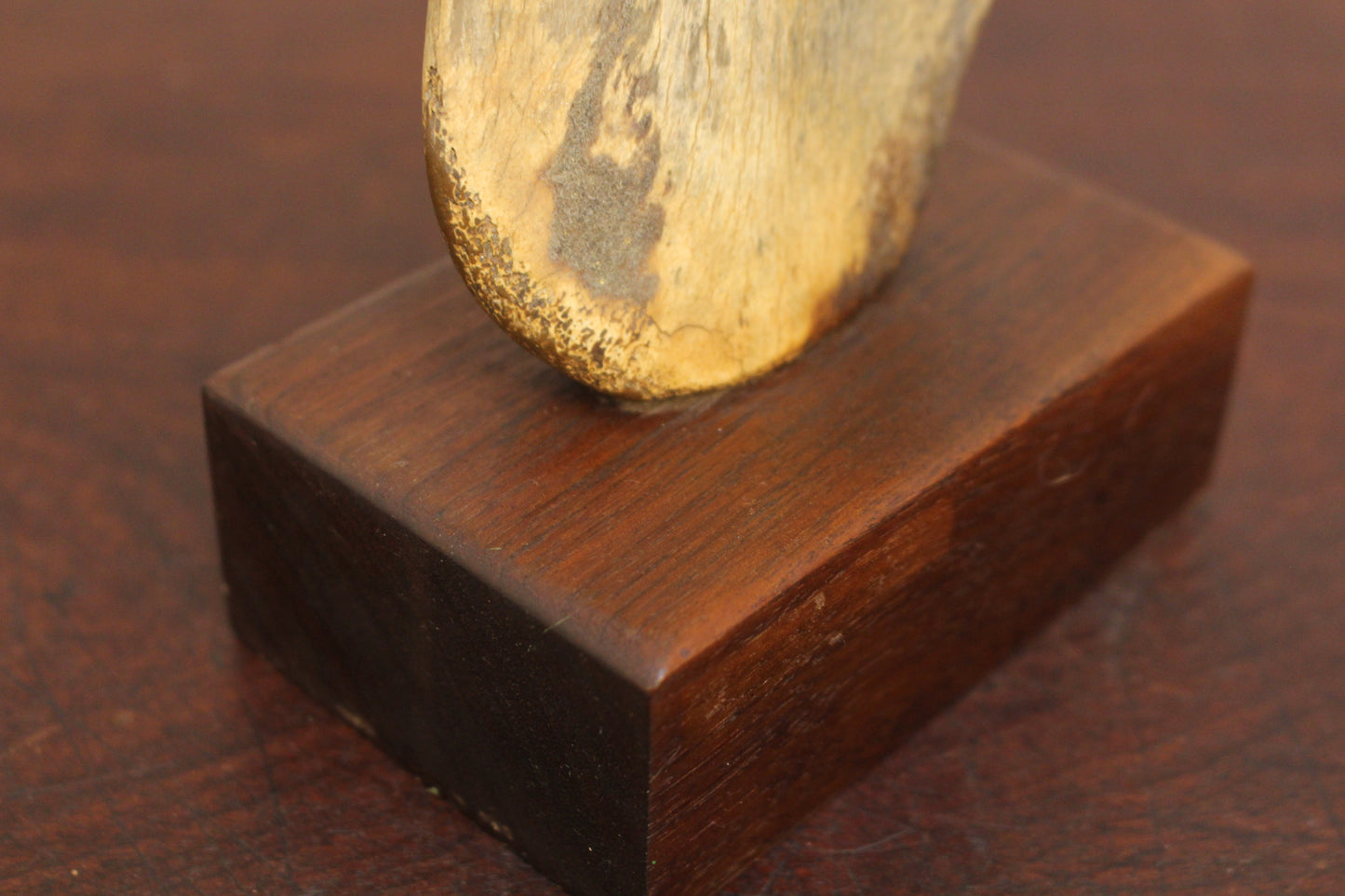 Antique Mammalian Shoulder Bone