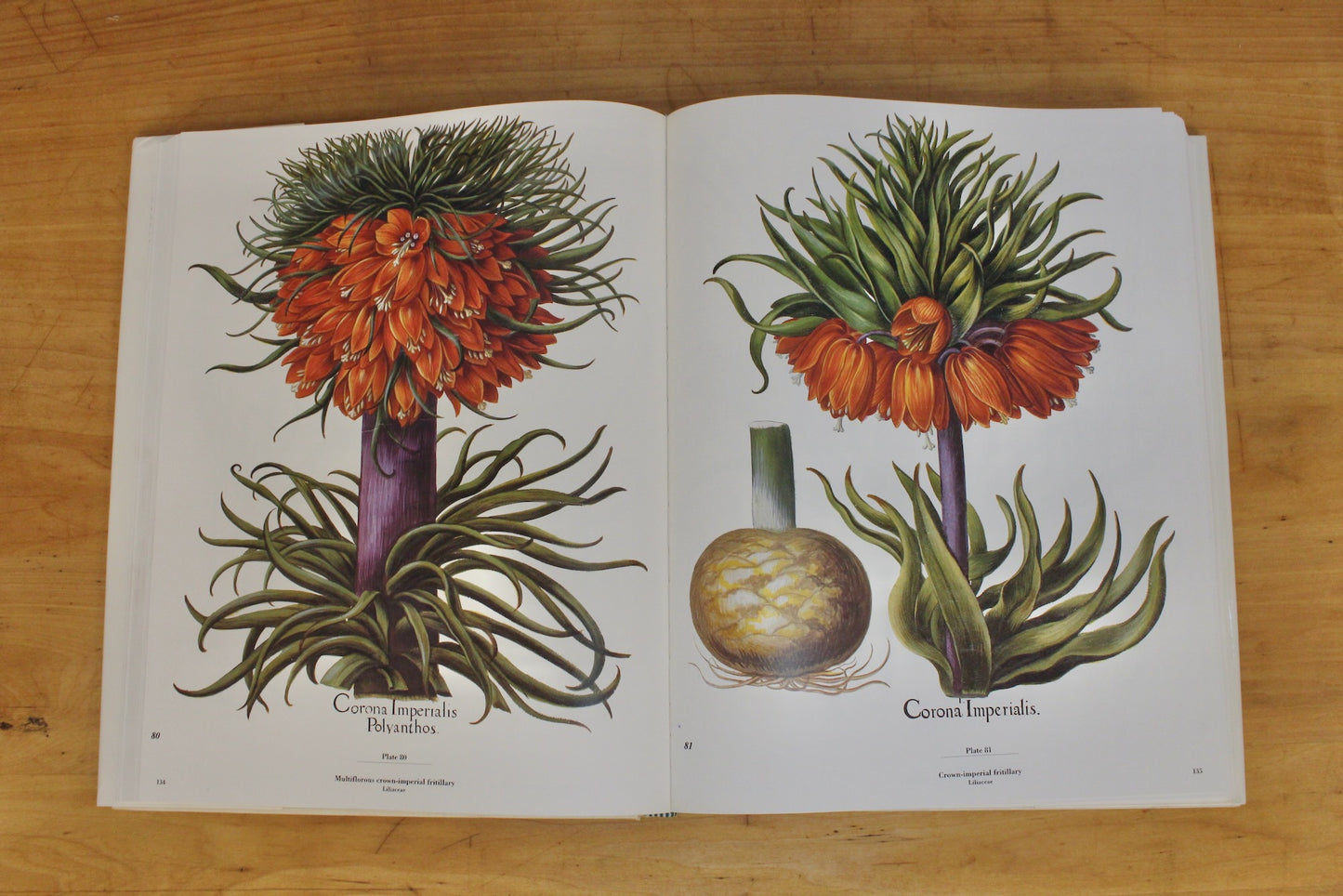 Large "The Besler Florilegium" Book