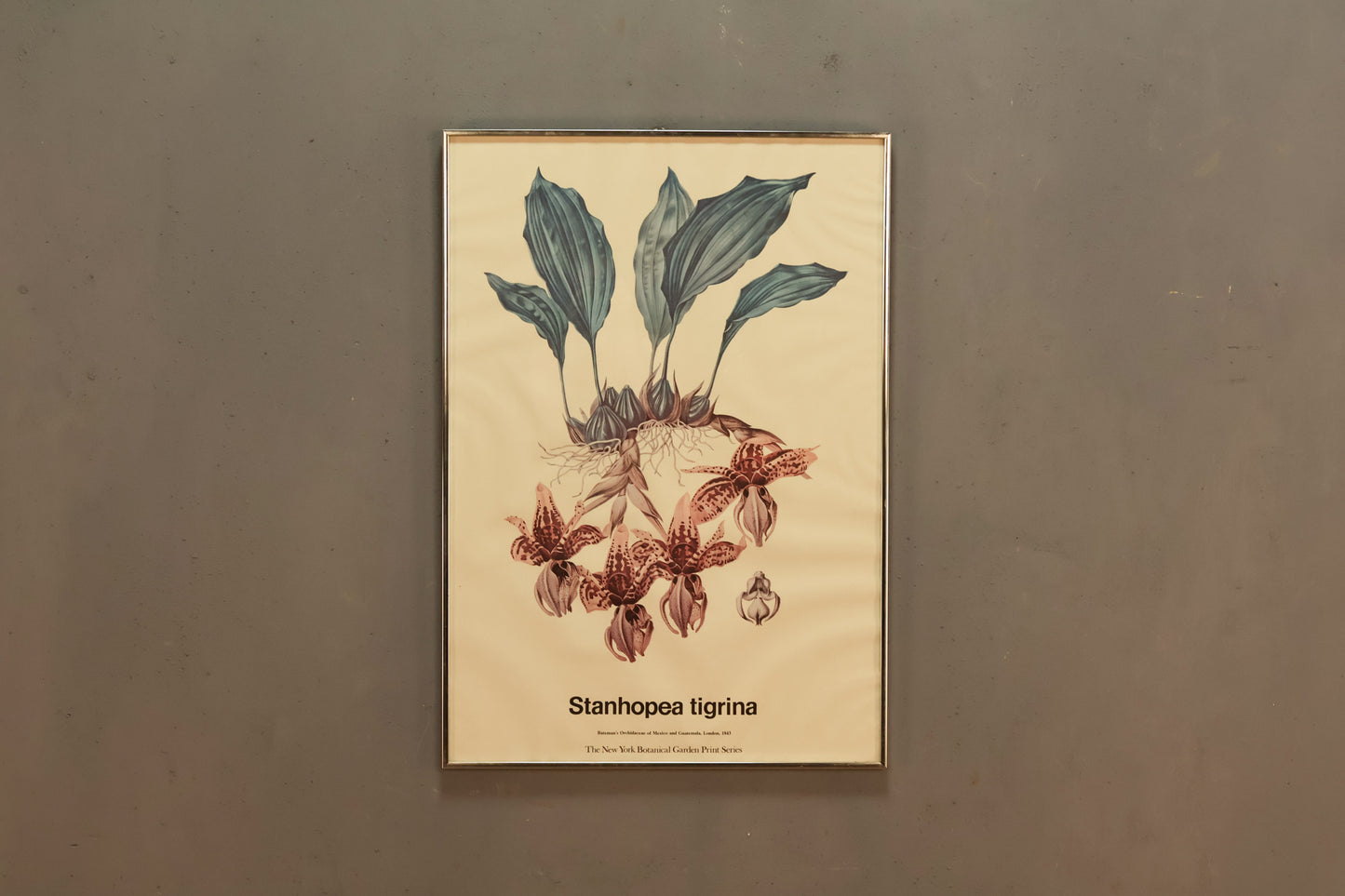 "Orchid" New York Botanical Garden Print