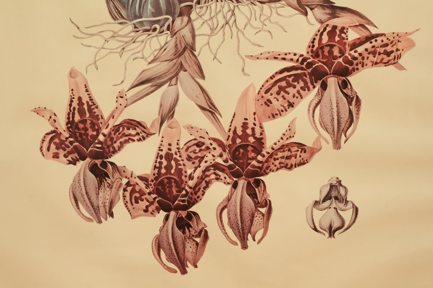 "Orchid" New York Botanical Garden Print