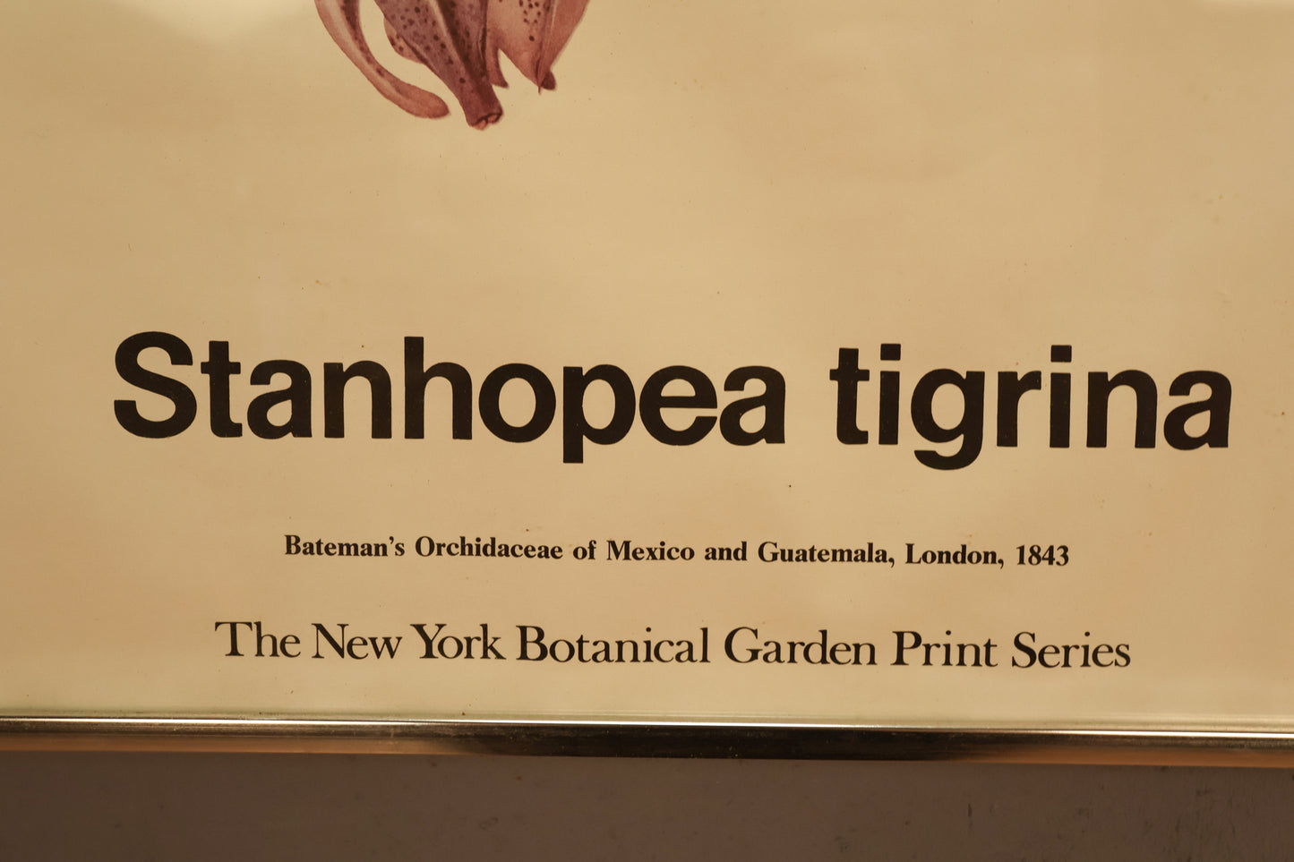 "Orchid" New York Botanical Garden Print