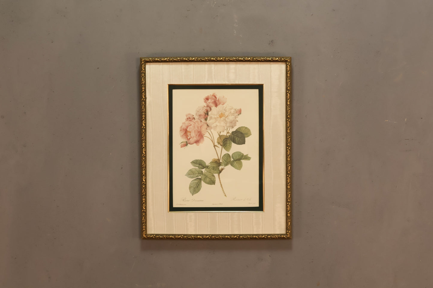 "Rosa Damascena" Botanical Lithograph