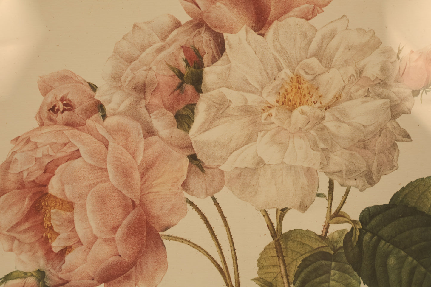 "Rosa Damascena" Botanical Lithograph