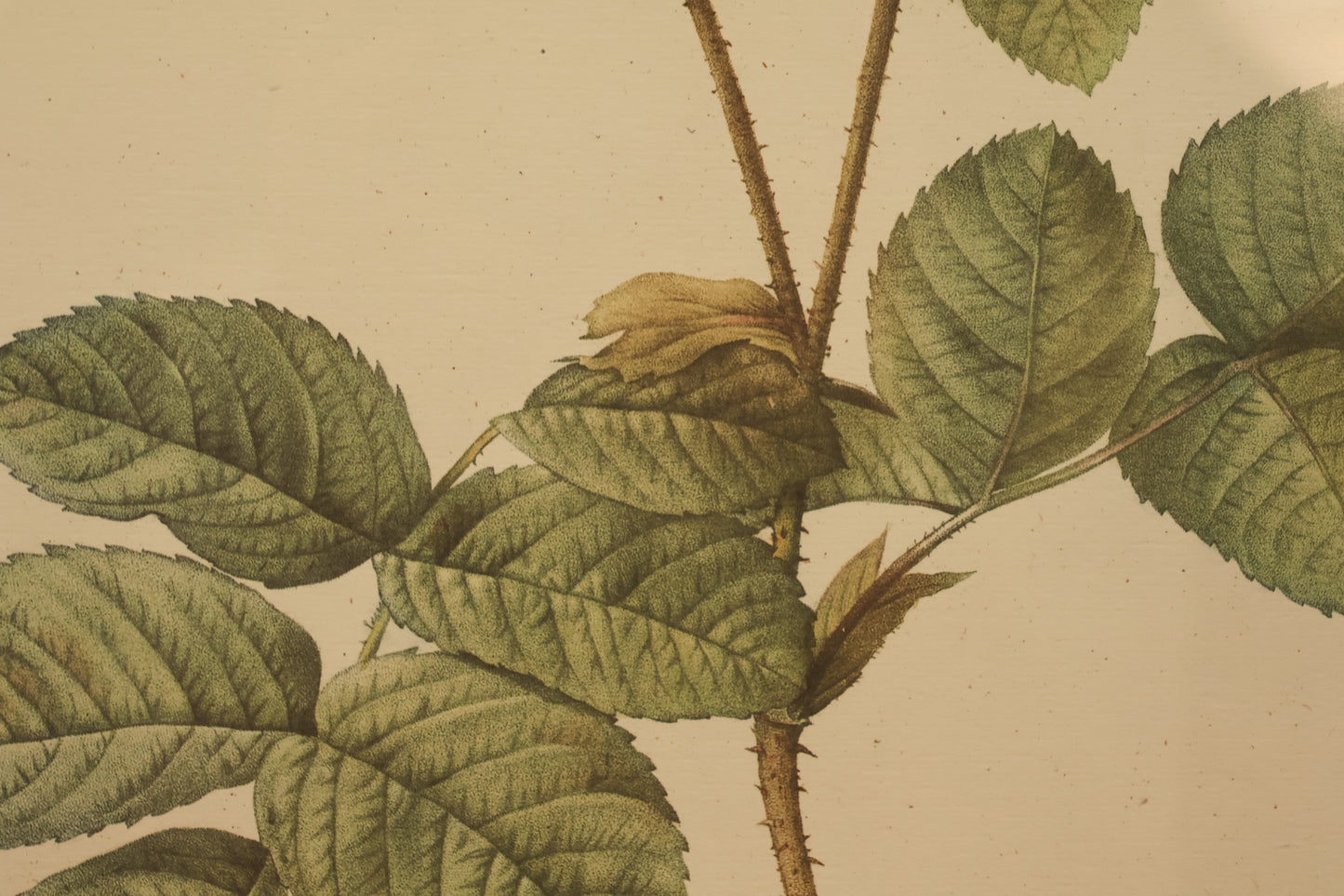 "Rosa Damascena" Botanical Lithograph
