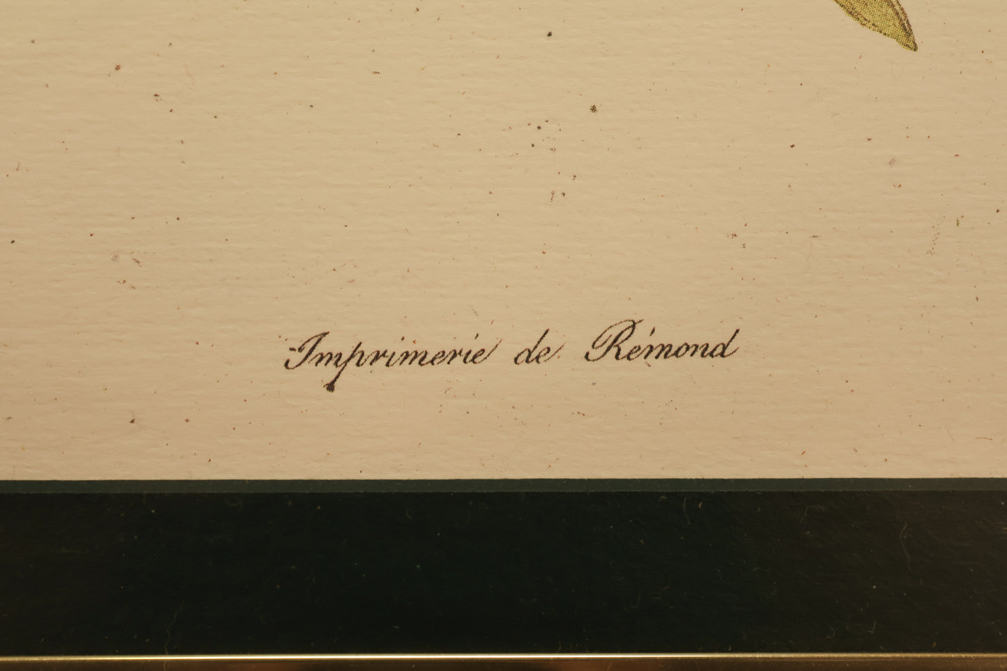 "Rosa Damascena" Botanical Lithograph