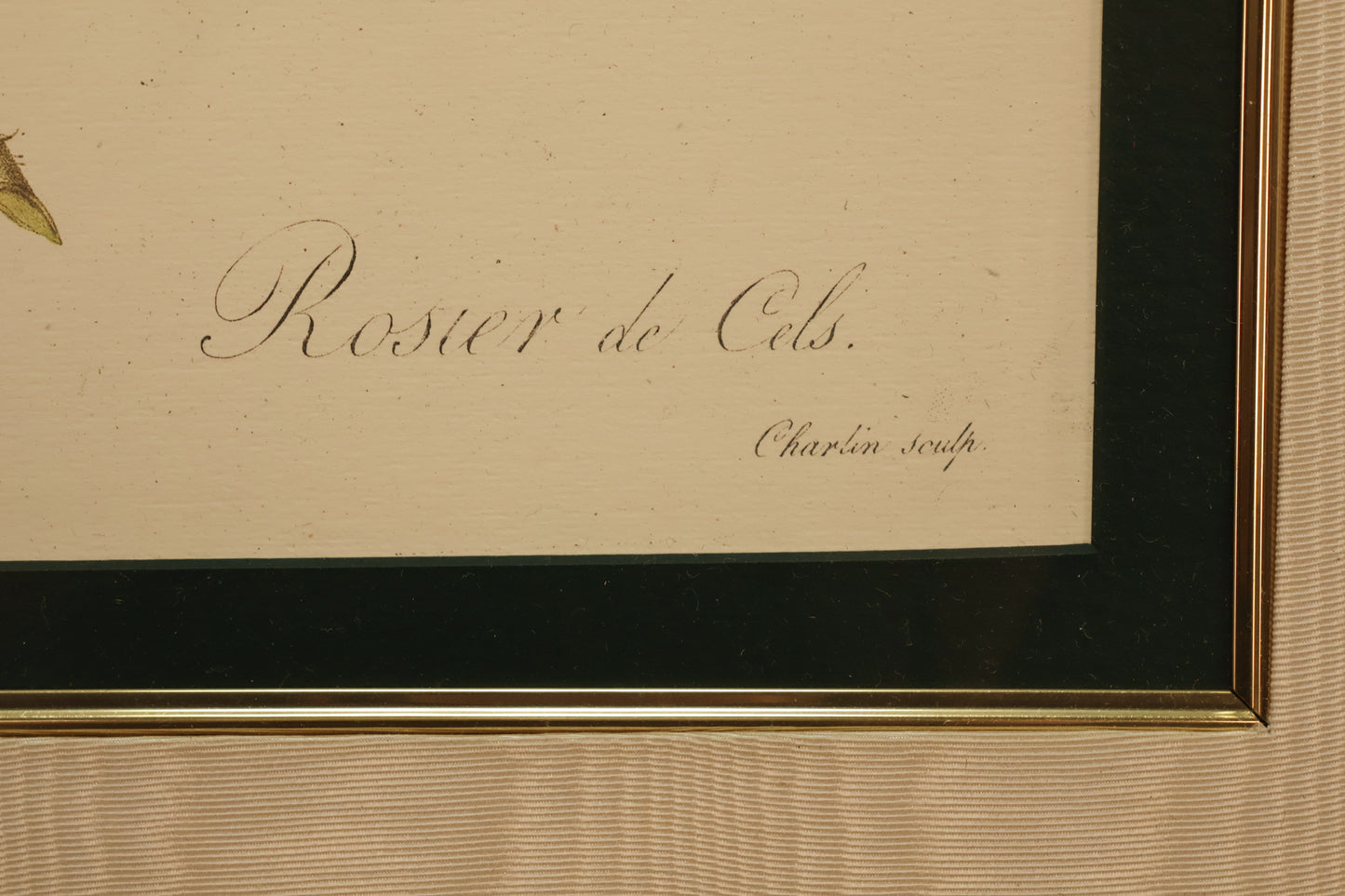 "Rosa Damascena" Botanical Lithograph