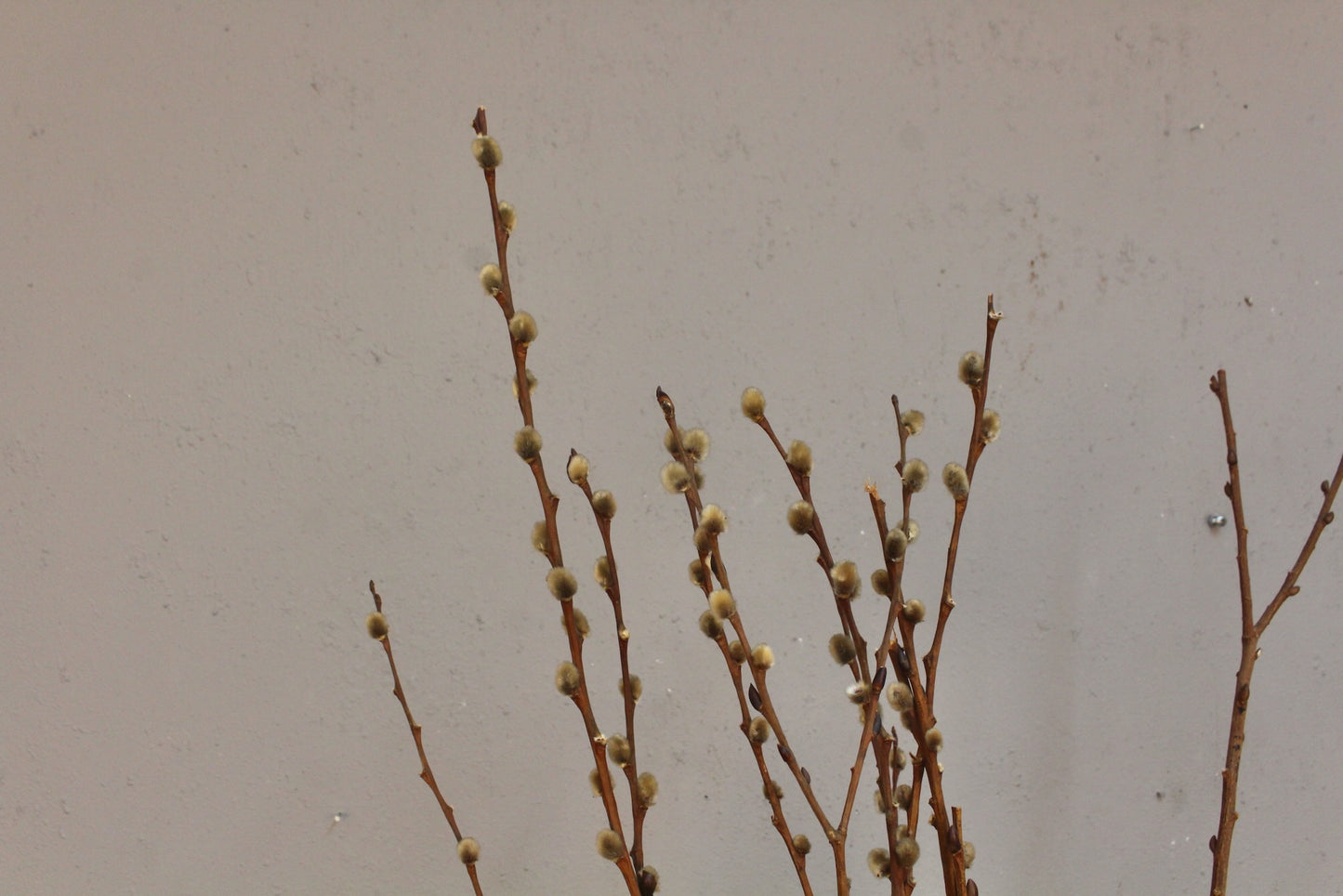Green Pussywillow Vase