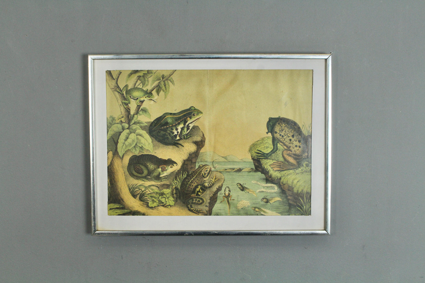 "Frogs and Toads" W.F. Kirby Reproduction Print