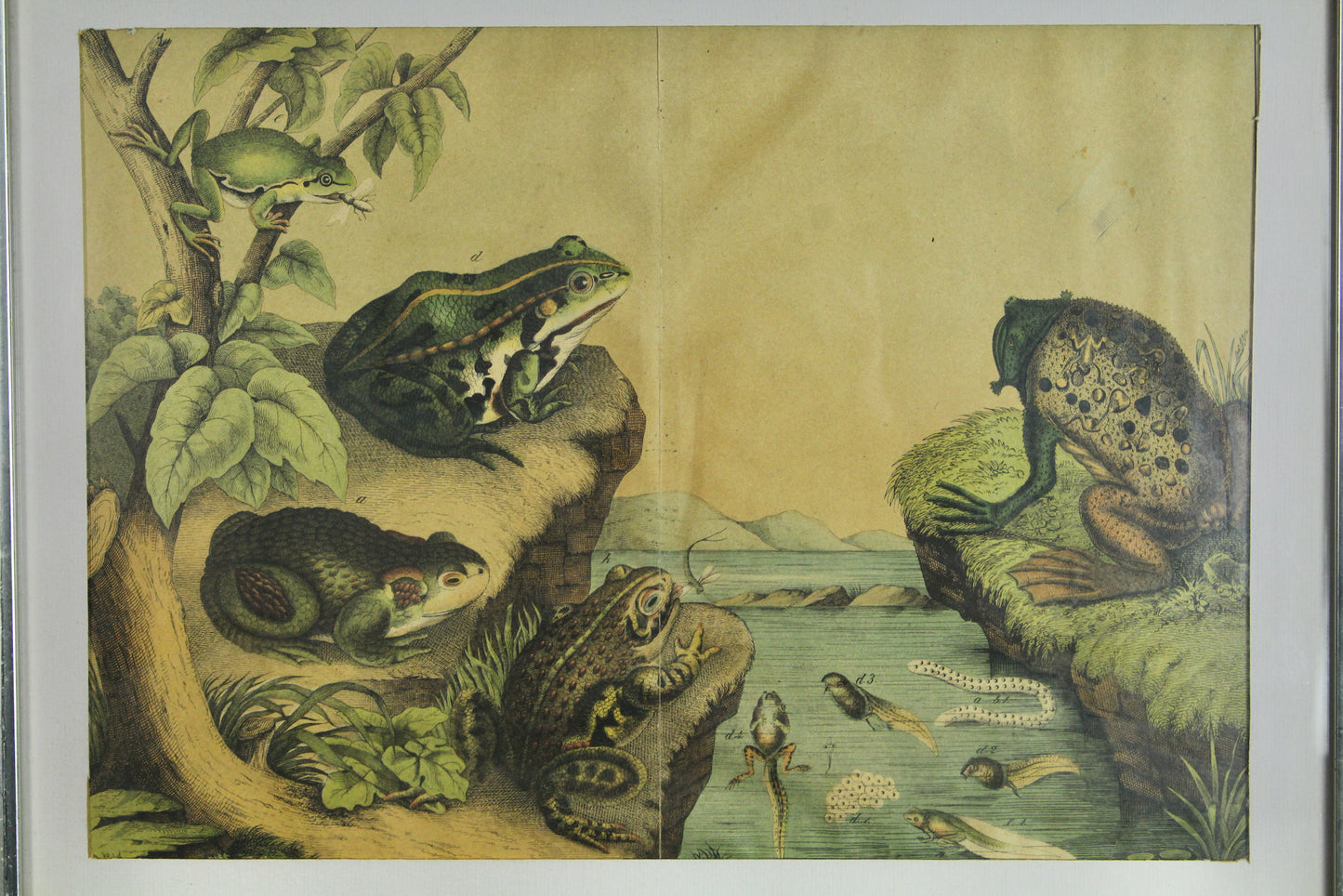 "Frogs and Toads" W.F. Kirby Reproduction Print