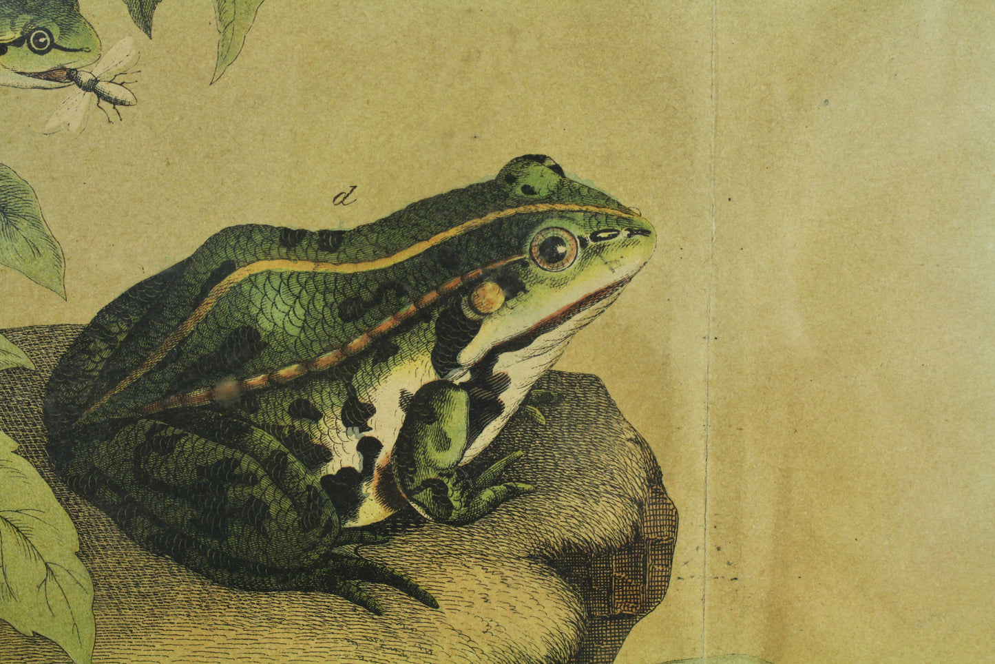 "Frogs and Toads" W.F. Kirby Reproduction Print