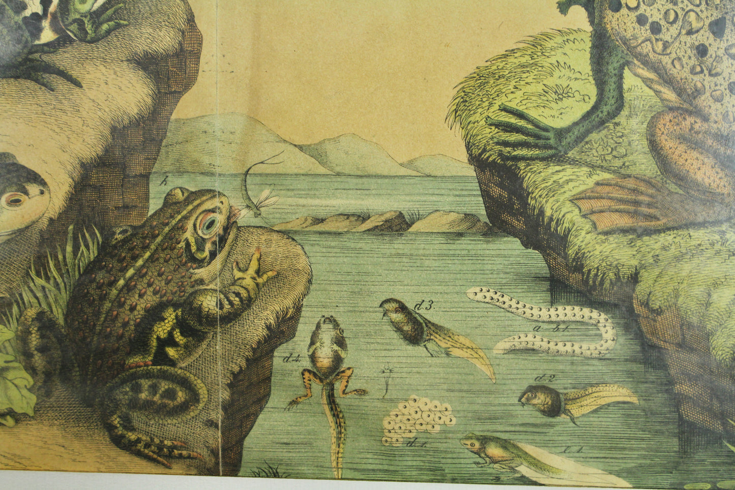 "Frogs and Toads" W.F. Kirby Reproduction Print