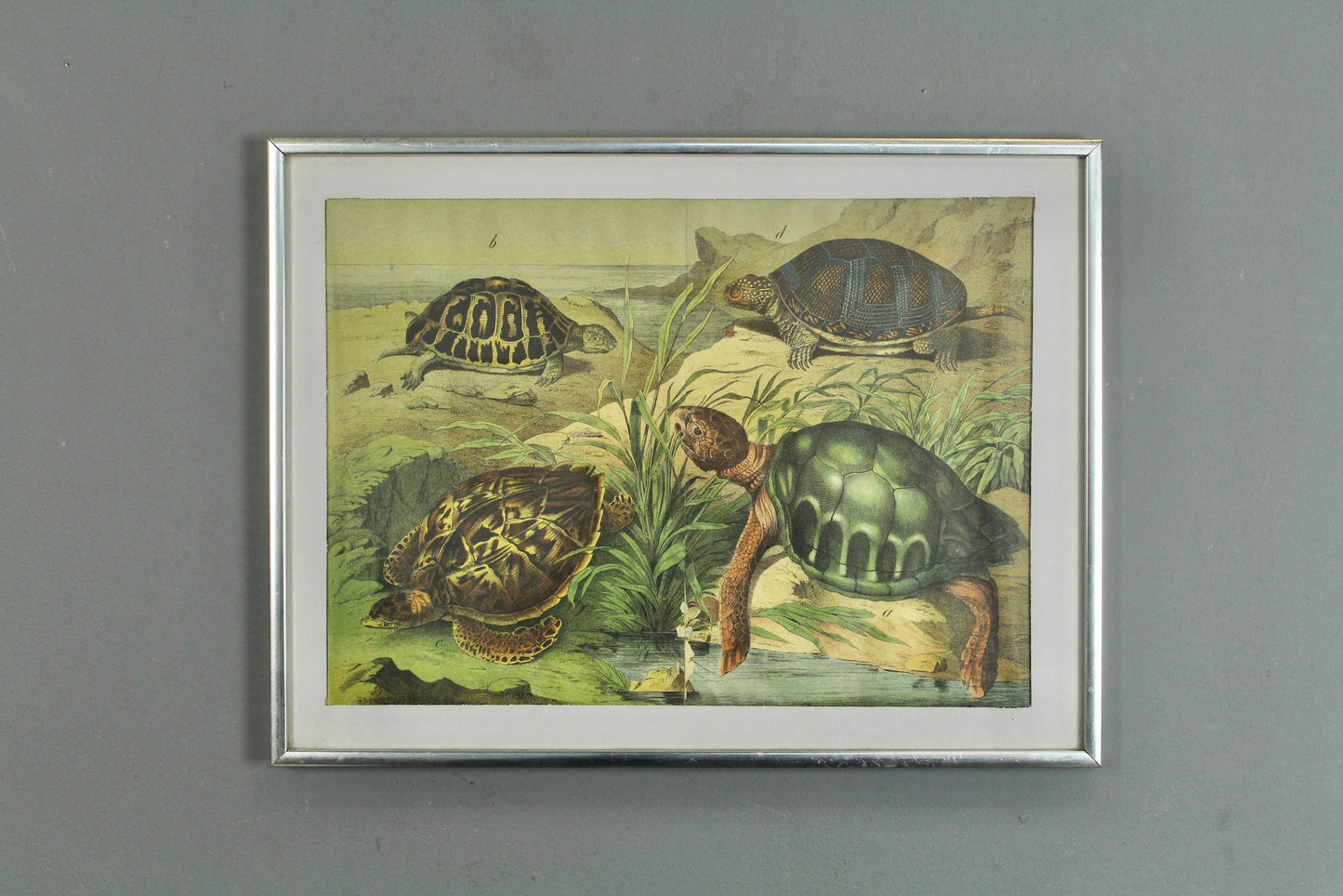 "Turtles and Tortoises" W.F. Kirby Reproduction Print