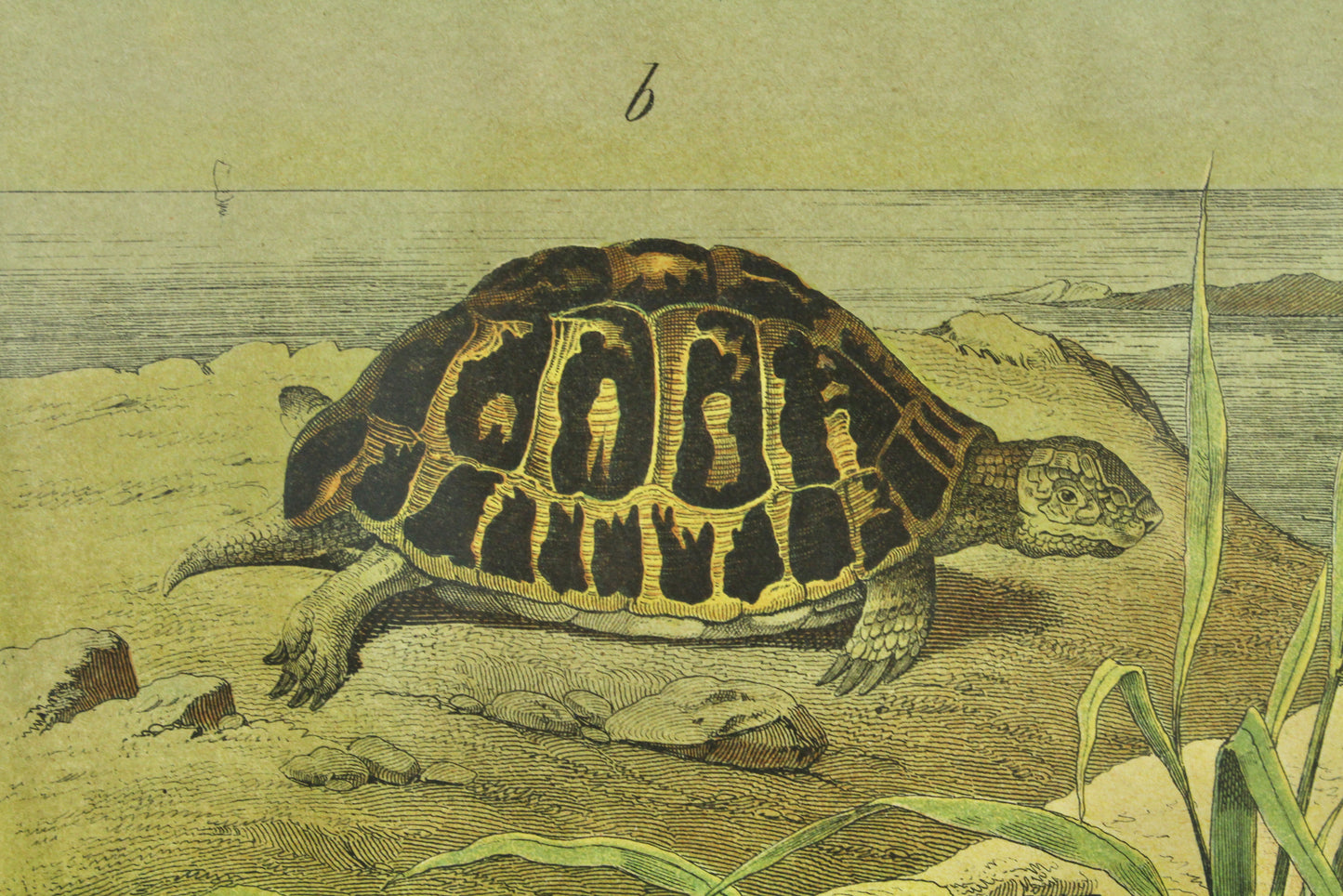 "Turtles and Tortoises" W.F. Kirby Reproduction Print