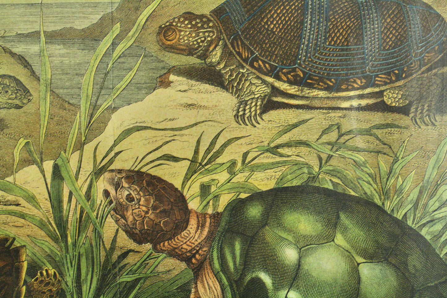 "Turtles and Tortoises" W.F. Kirby Reproduction Print