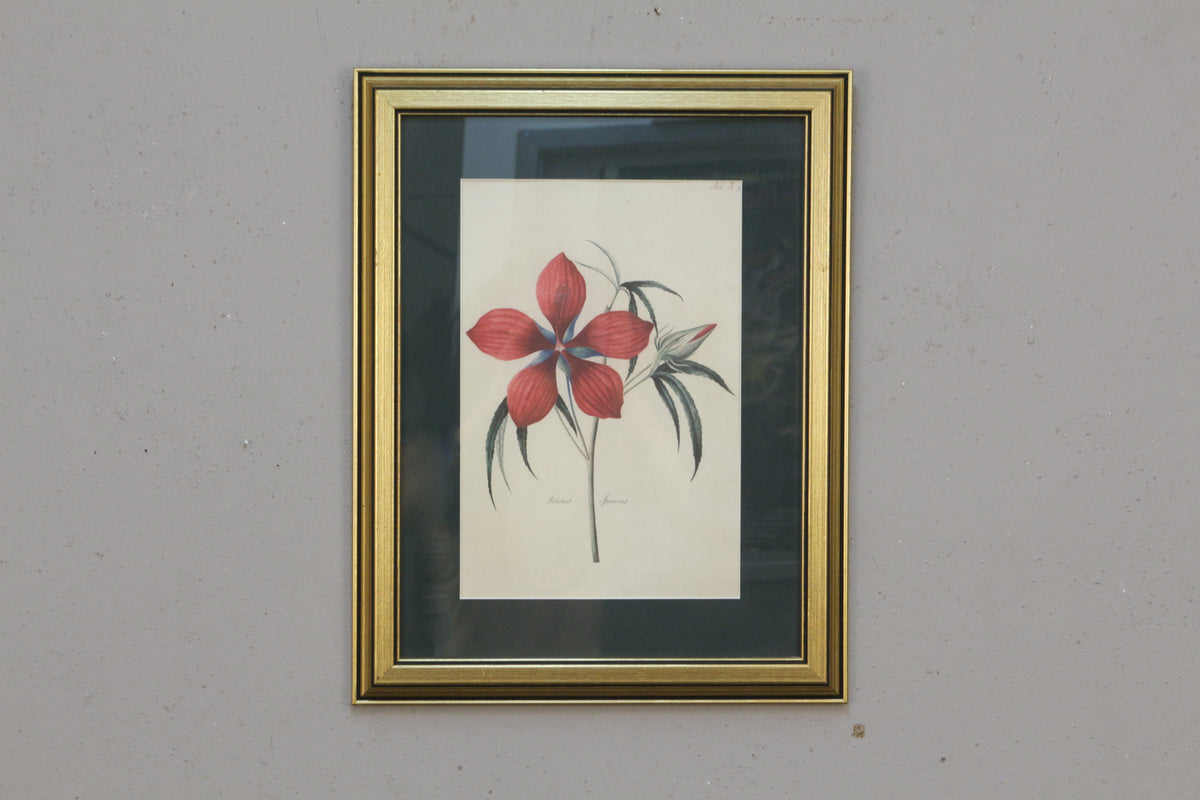 Small "Hibiscus Speciosus" Botanical Print
