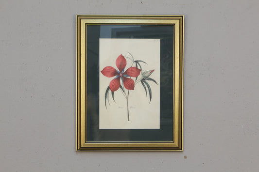 Small "Hibiscus Speciosus" Botanical Print