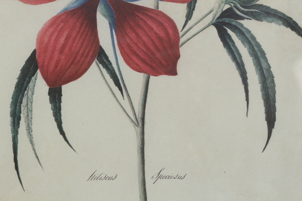 Small "Hibiscus Speciosus" Botanical Print