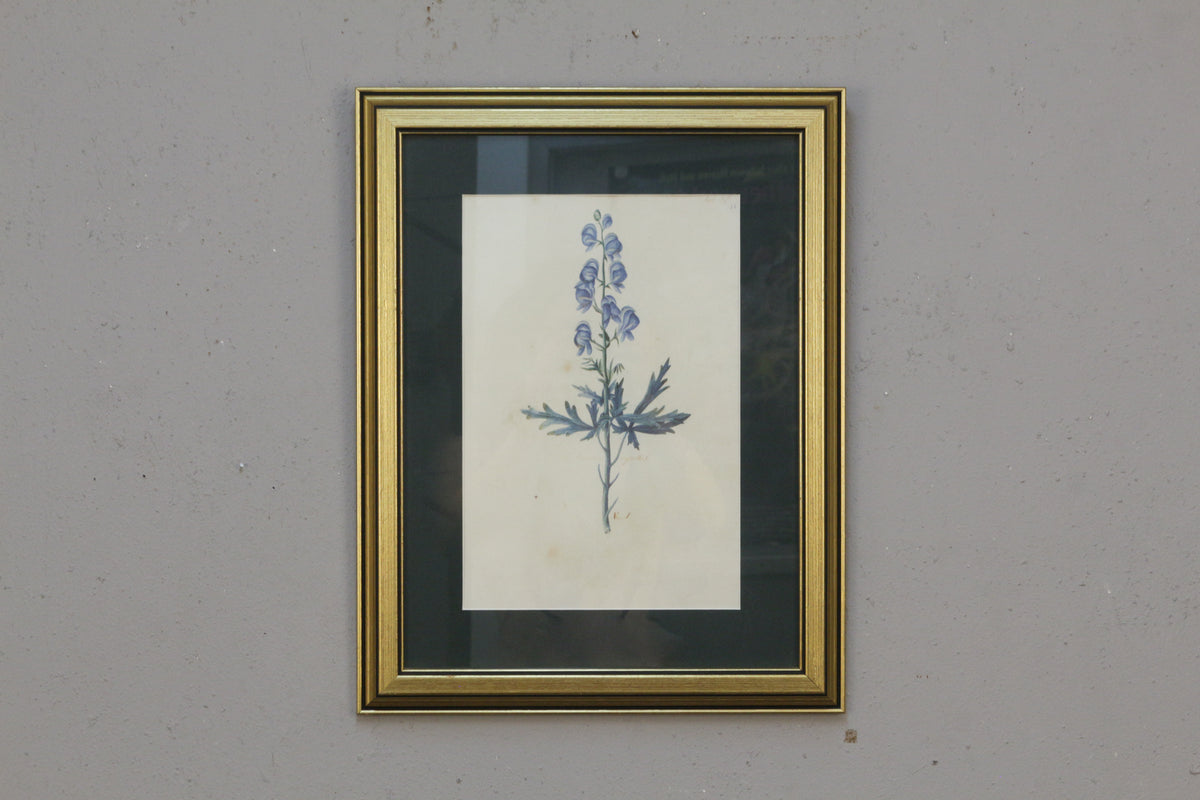 Small "Aconitum Napellus" Botanical Print