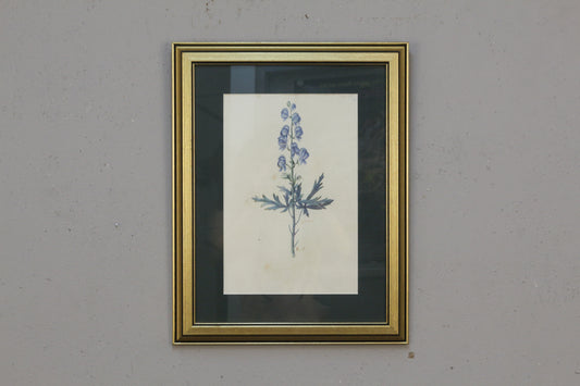 Small "Aconitum Napellus" Botanical Print