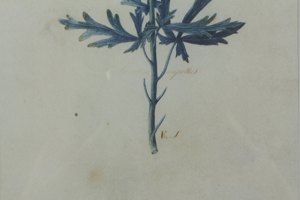 Small "Aconitum Napellus" Botanical Print