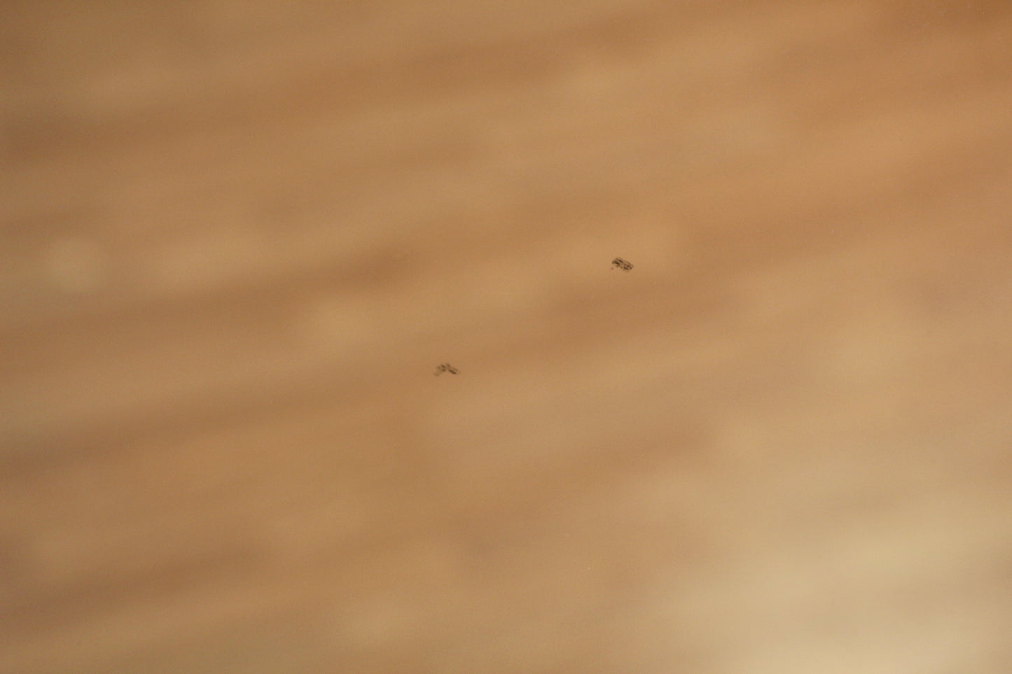 Mid Century Walnut Grooved Mirror