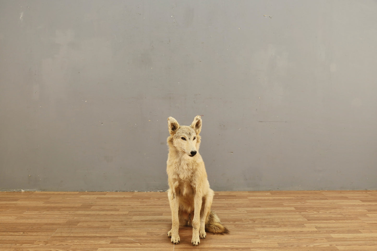 Coyote Taxidermy Mount