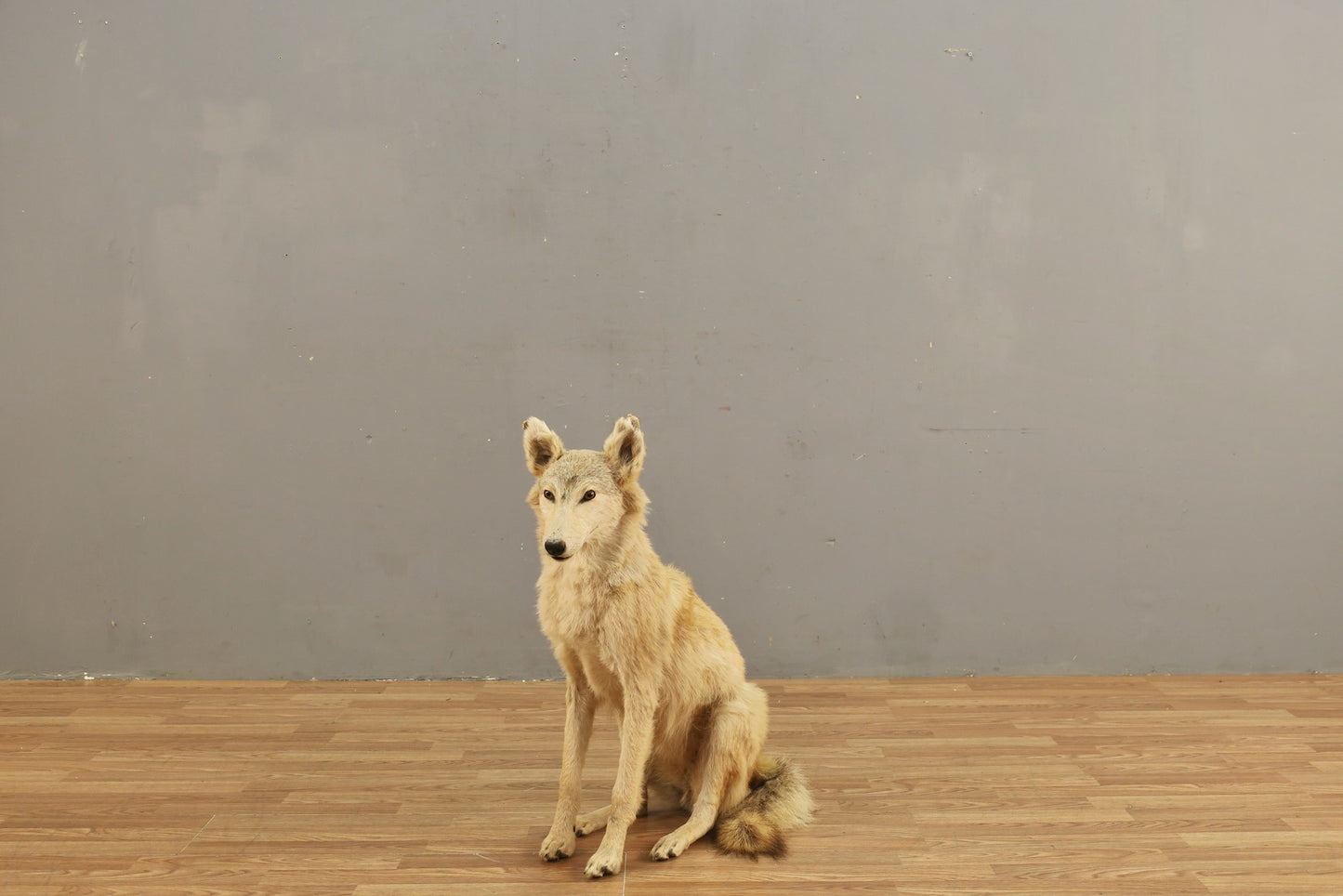 Coyote Taxidermy Mount