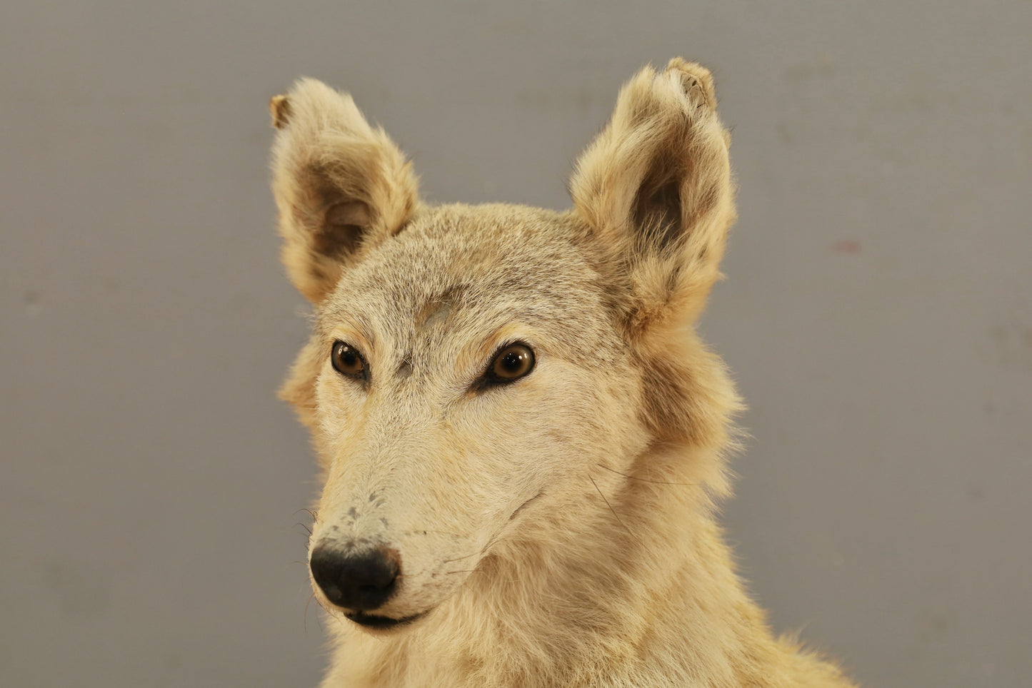 Coyote Taxidermy Mount